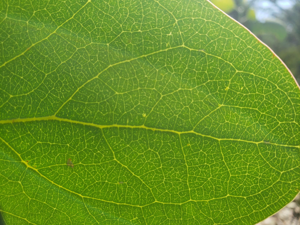 A close up of a gum leaf with the sun shining from behind that is lighting up all of the veins