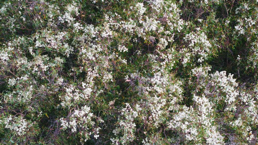 Mountain Ash flower