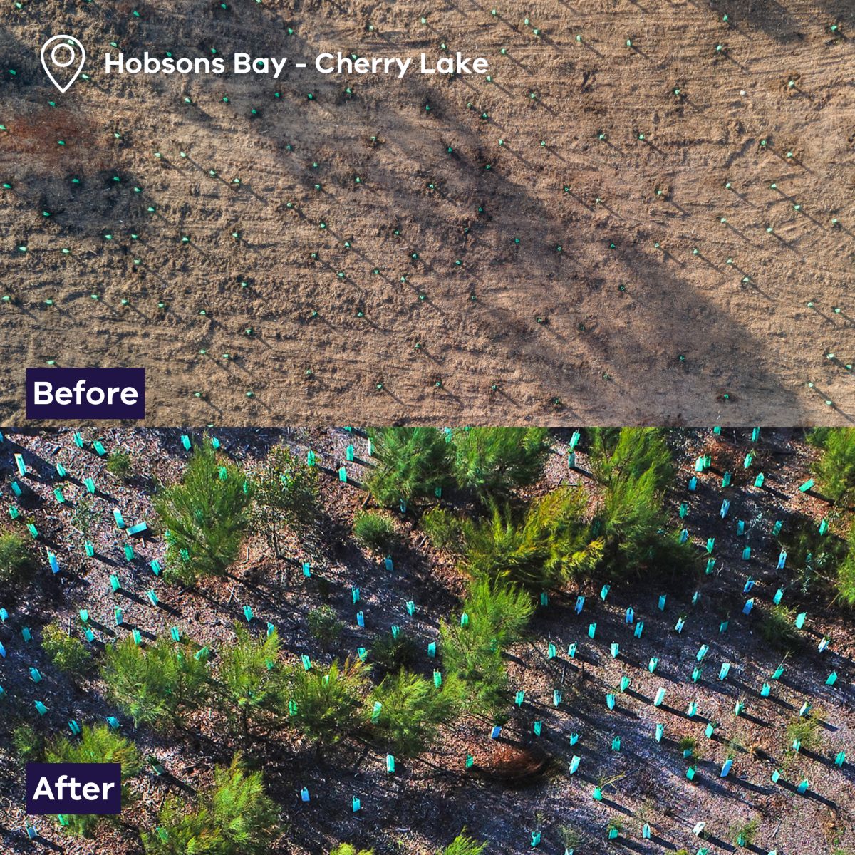 Two photos side by side showing the same site before and after trees have been planted