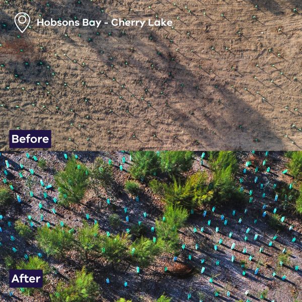 Two photos side by side showing the same site before and after trees have been planted