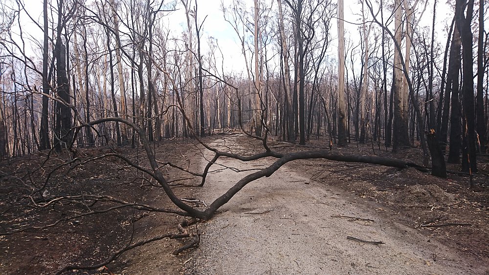 Buchan Nowa Nowa area after the fire. Trees burnt and looks desolate