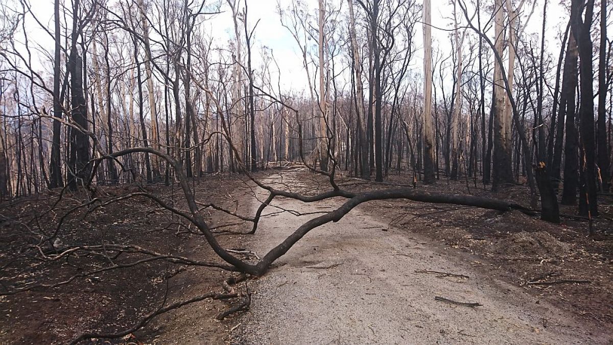Buchan Nowa Nowa area after the fire. Trees burnt and looks desolate