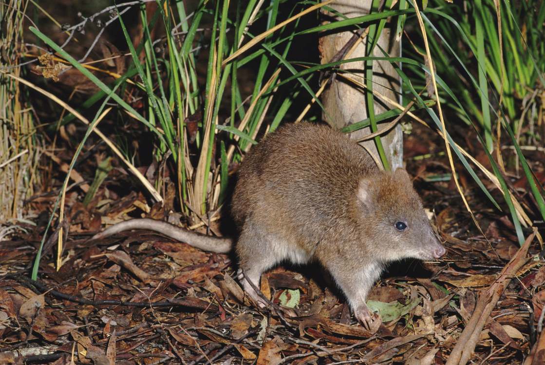 Long-footed Potoroo