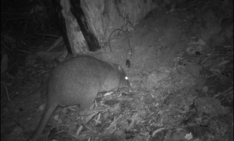 Long-footed Potoroo at night