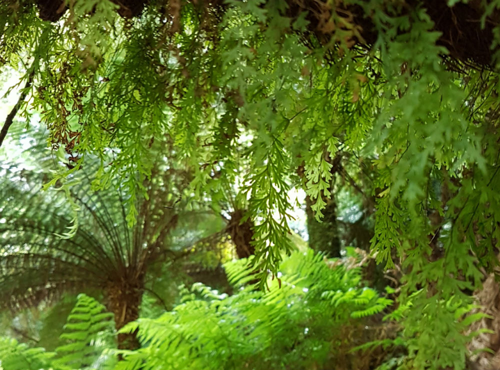 Moss hangs off a tree trunk in front of some tree ferns