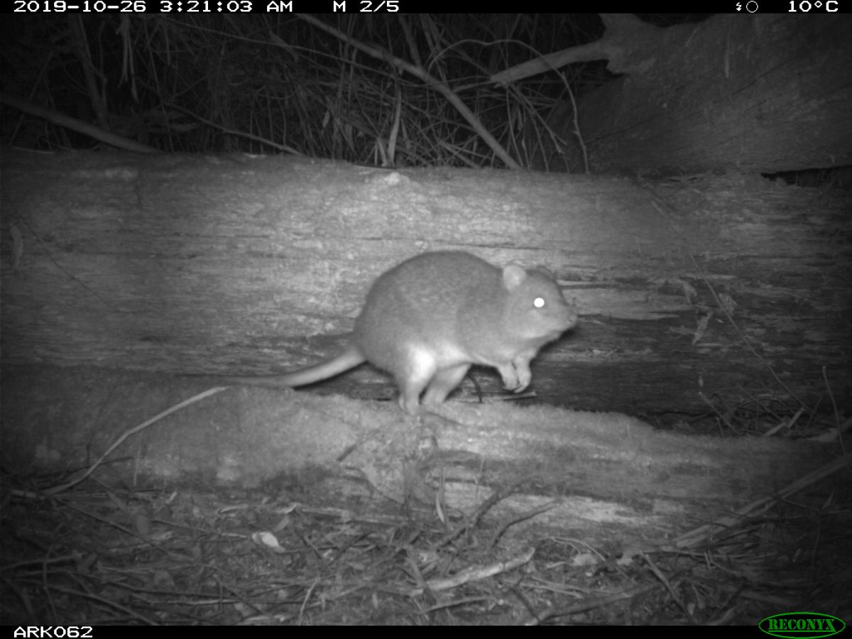 One Potoroo via night vision