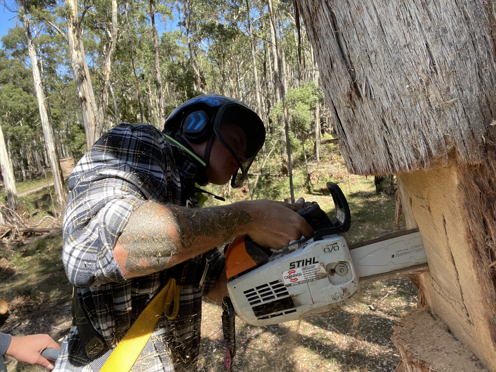 Arborist using a chainsaw to cut a hollow in a tree.