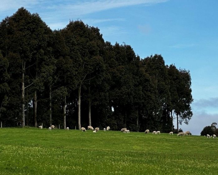 Big wide paddock with animals grazing, tall green trees and blue sky