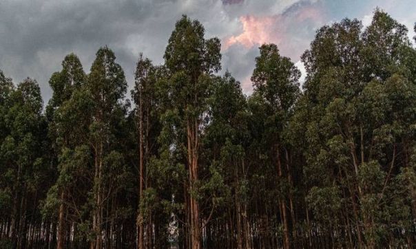 Forestry in Victoria