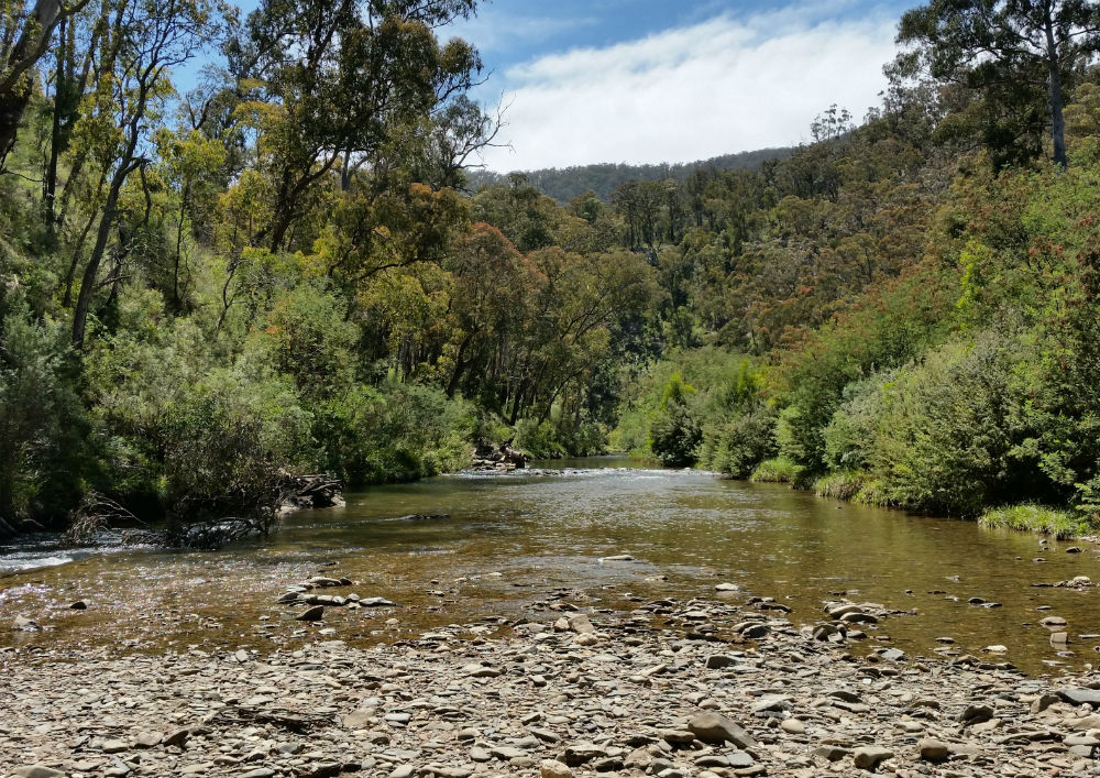 A medium sized river flows through a forested valley