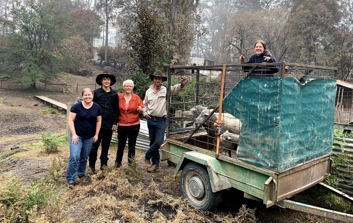 Jo's family catching sheep who survived the fires