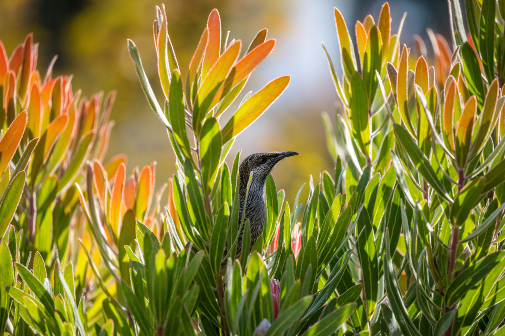 black and white bird sitting in green plants 