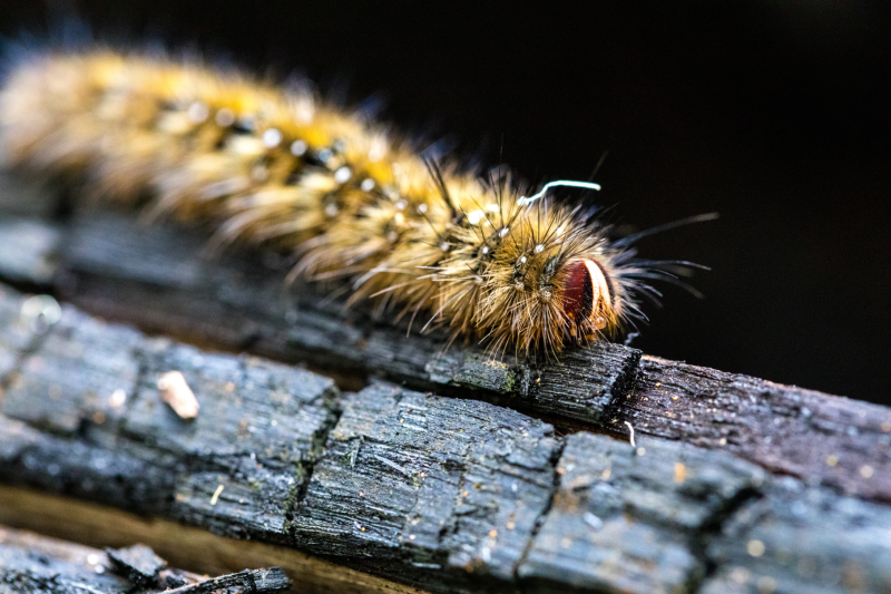 Caterpillar on a tree branch