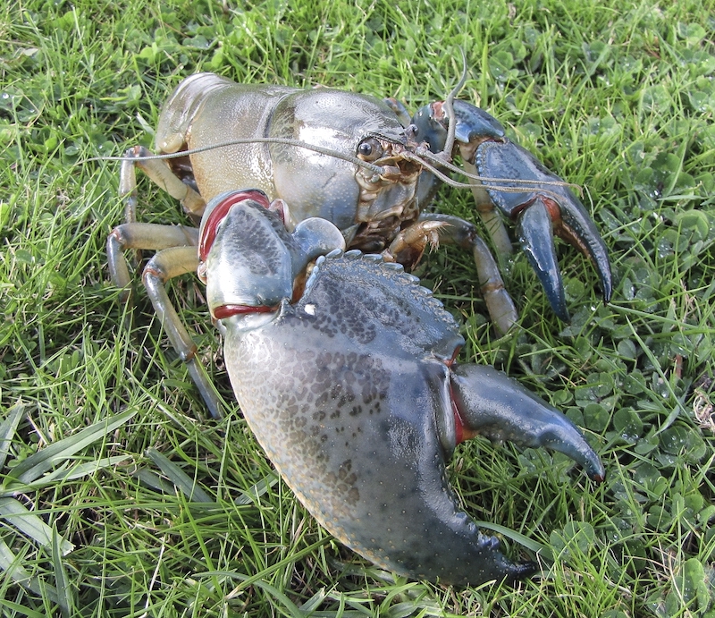 A new species of freshwater crayfish, known as the Swamp Yabby