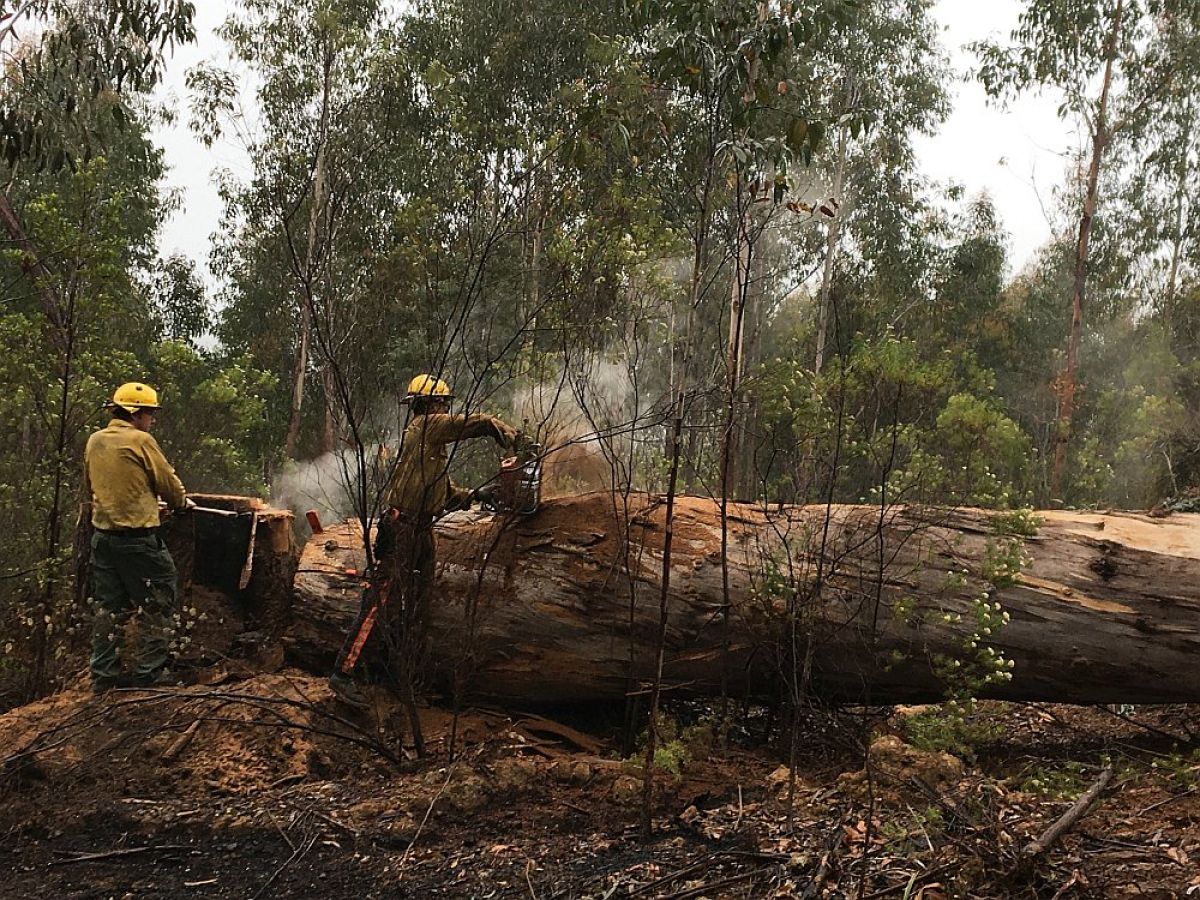 US and FFMVic firefighters chain sawing falling trees