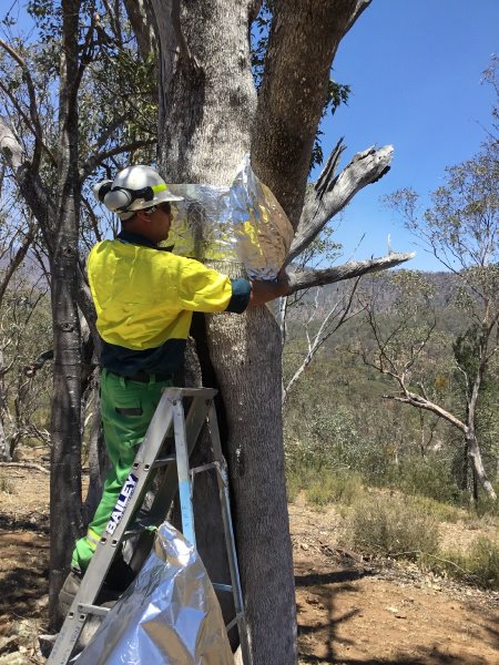 Clint Morton protecting Aboriginal Scarred tree
