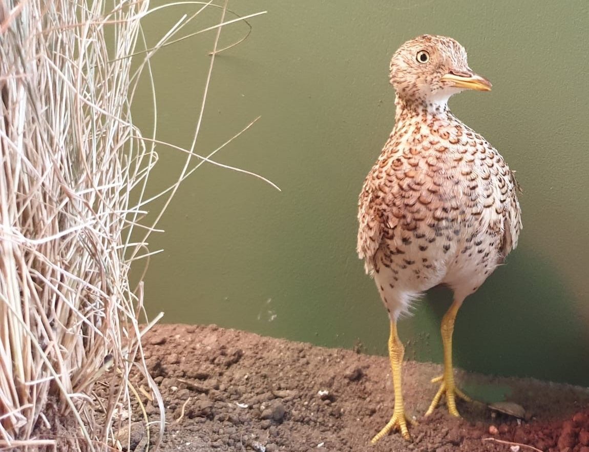 Plains-wanderer (small bird) stands in a recovery enclosure near some tall grass