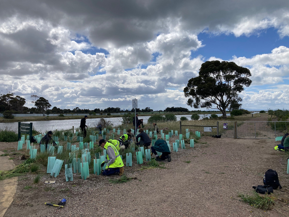People kneeling and hand weeding next to Laverton Creaak