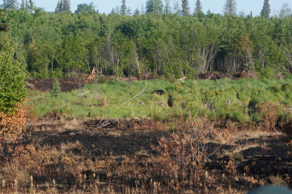 Bear in the woods