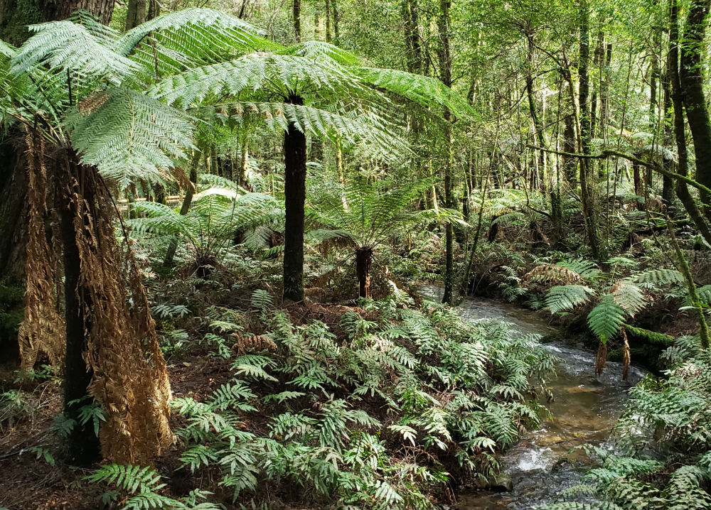 A creek winds through lush green rainforest