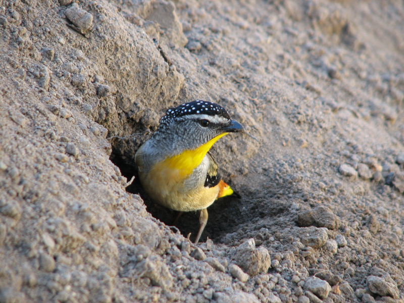 Little bird in a whole in the sand