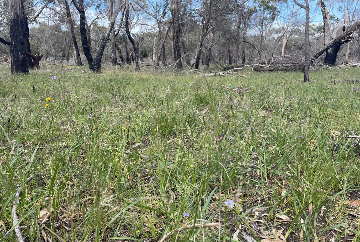 A grassy woodland area, with flowers dotted through the grass in the foreground and taller gum trees in the background