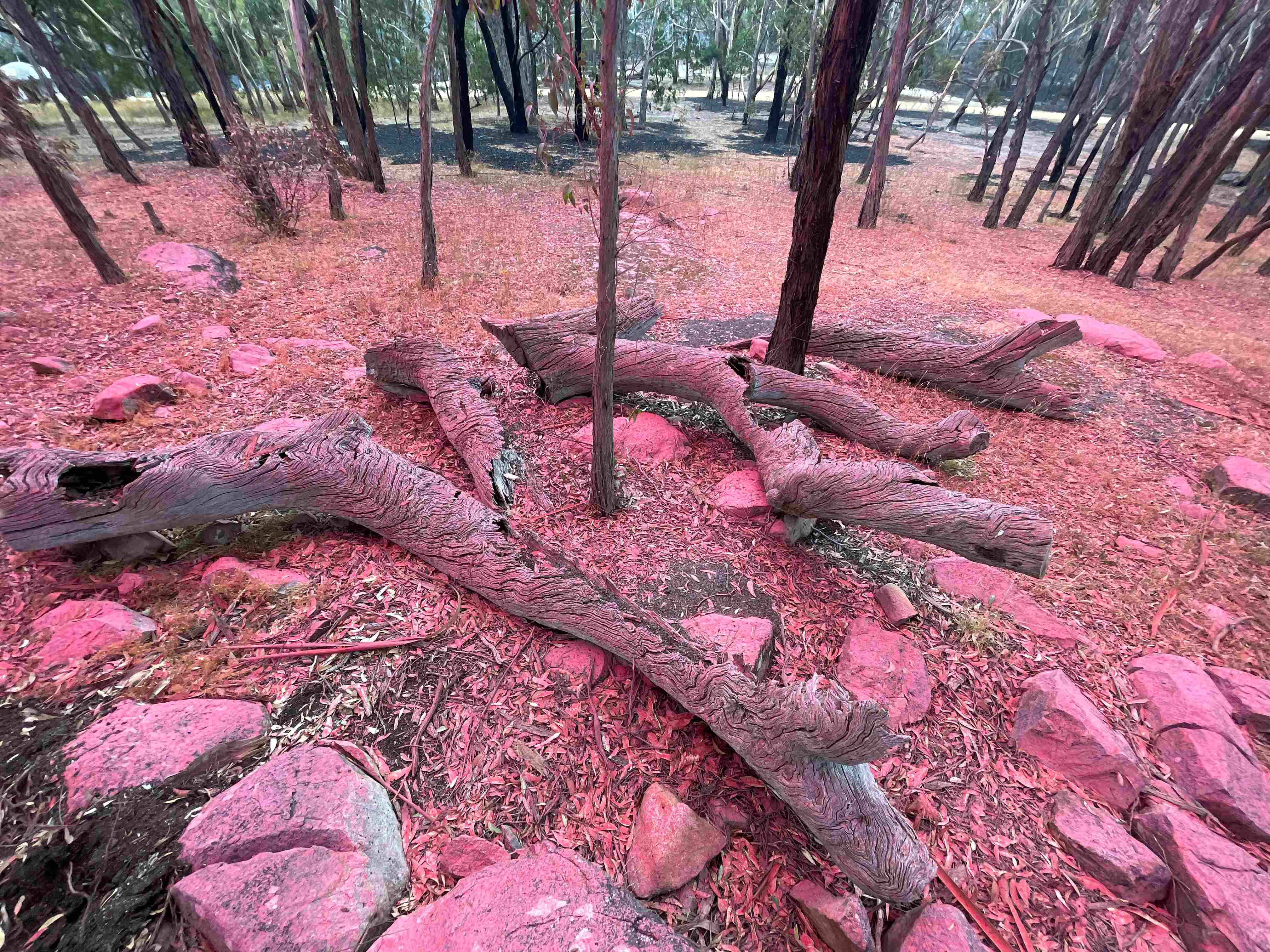 trees covered in a pink powder