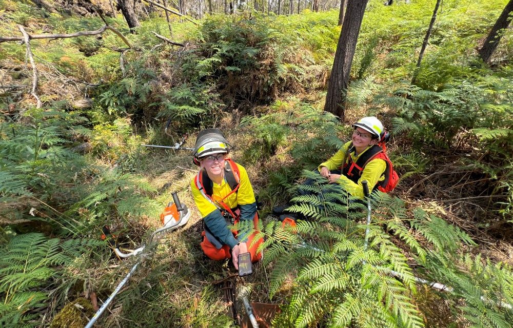 Two firefighers are smiling at the camera. They are wearing safety equipment and working with brushcutters to maintain vegetation in the bushland around them
