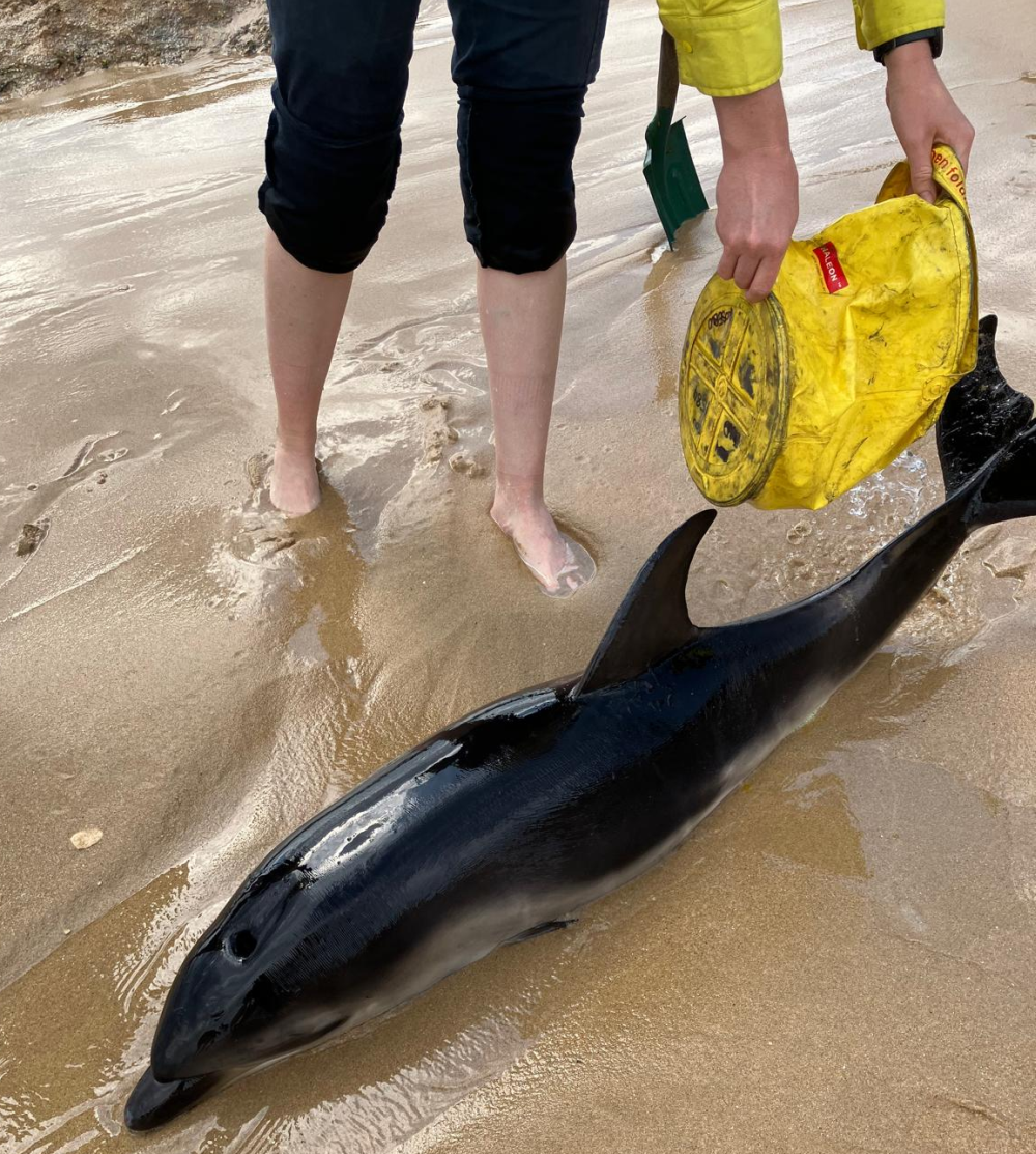 A dolphin is stranded in the sand on a beach as someone pours water over it from a bucket