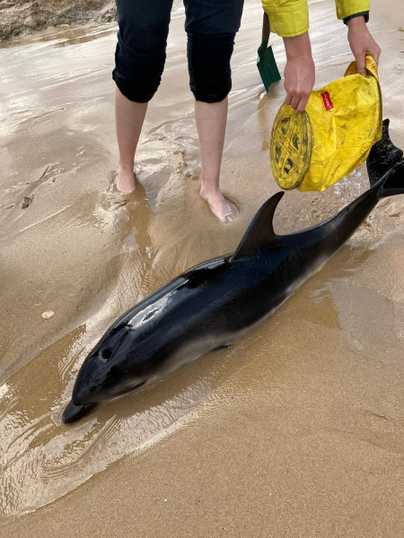 A dolphin is stranded in the sand on a beach as someone pours water over it from a bucket