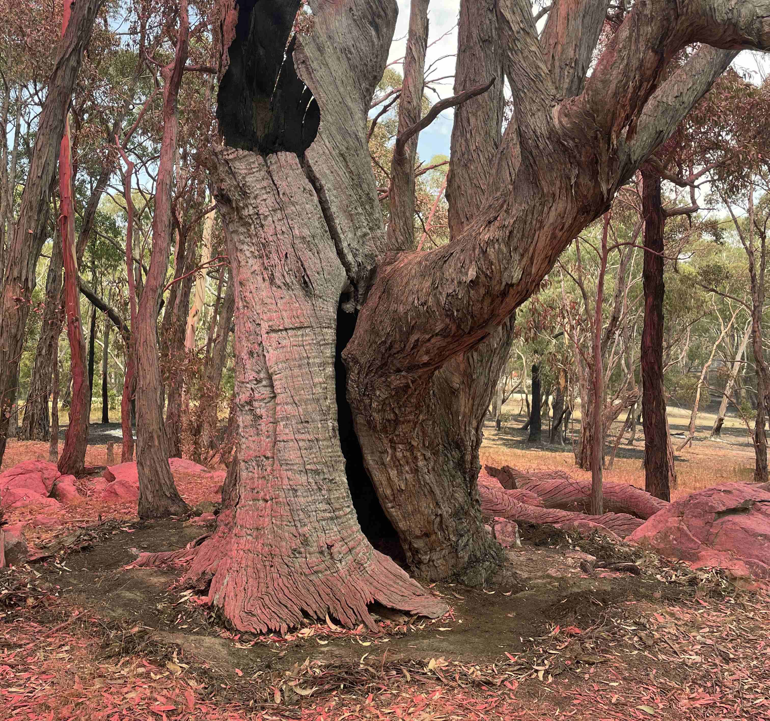 Big tree covered in a pink powder
