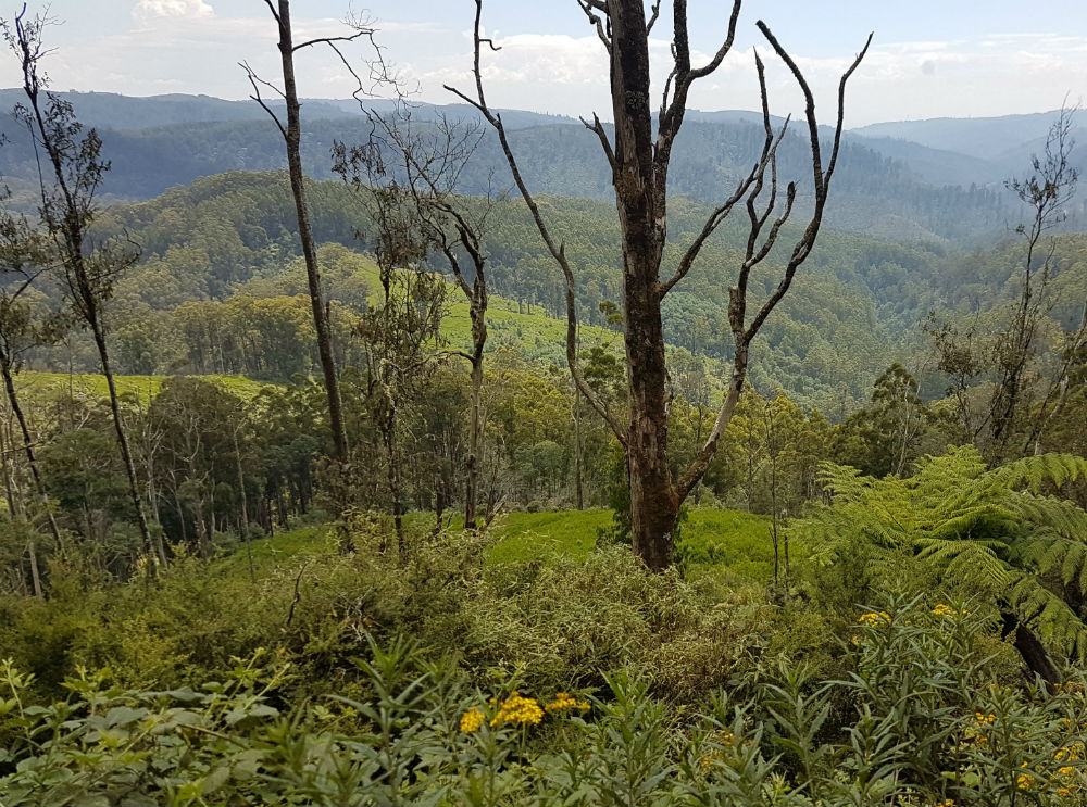 Landscape of trees