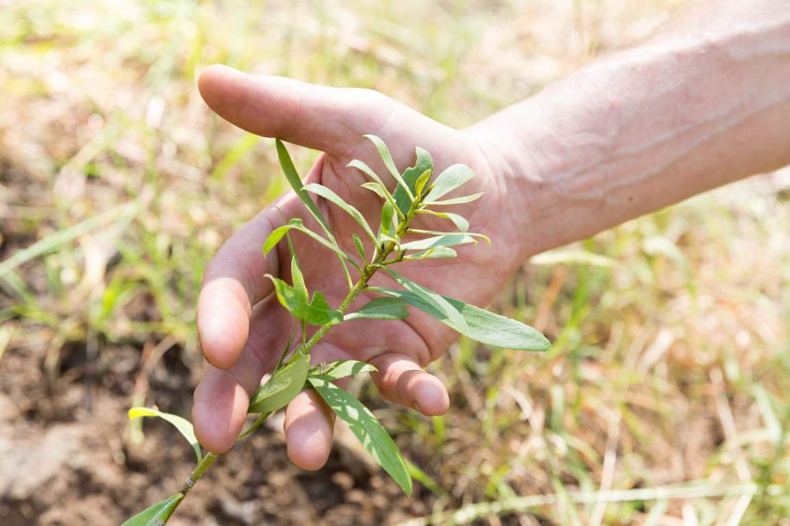 Hand holding a seedling