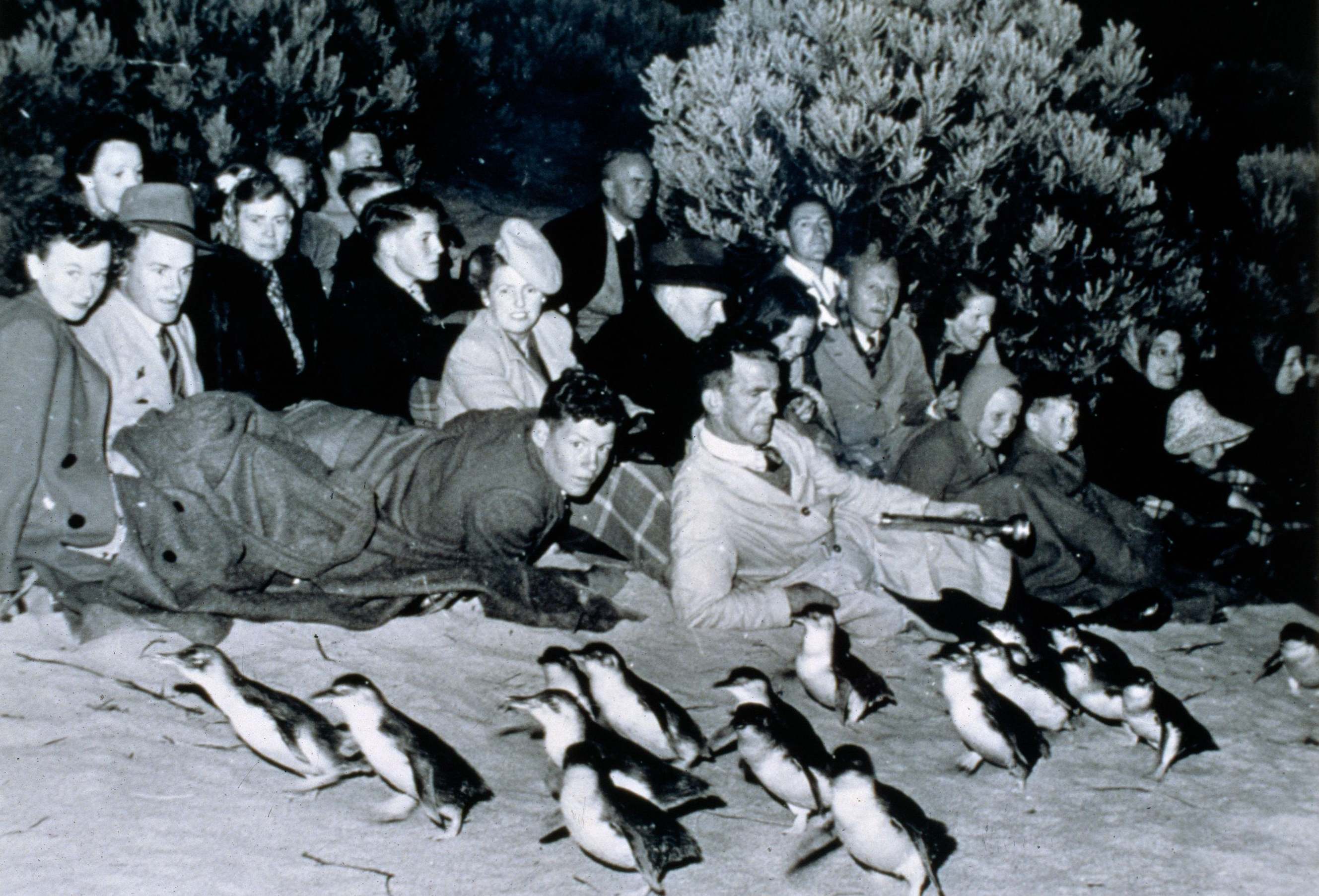 Phillip Island penguin parade