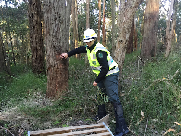 Donna Burns is a Natural Environment Programs Manager in DEECA's Barwon South West region.
