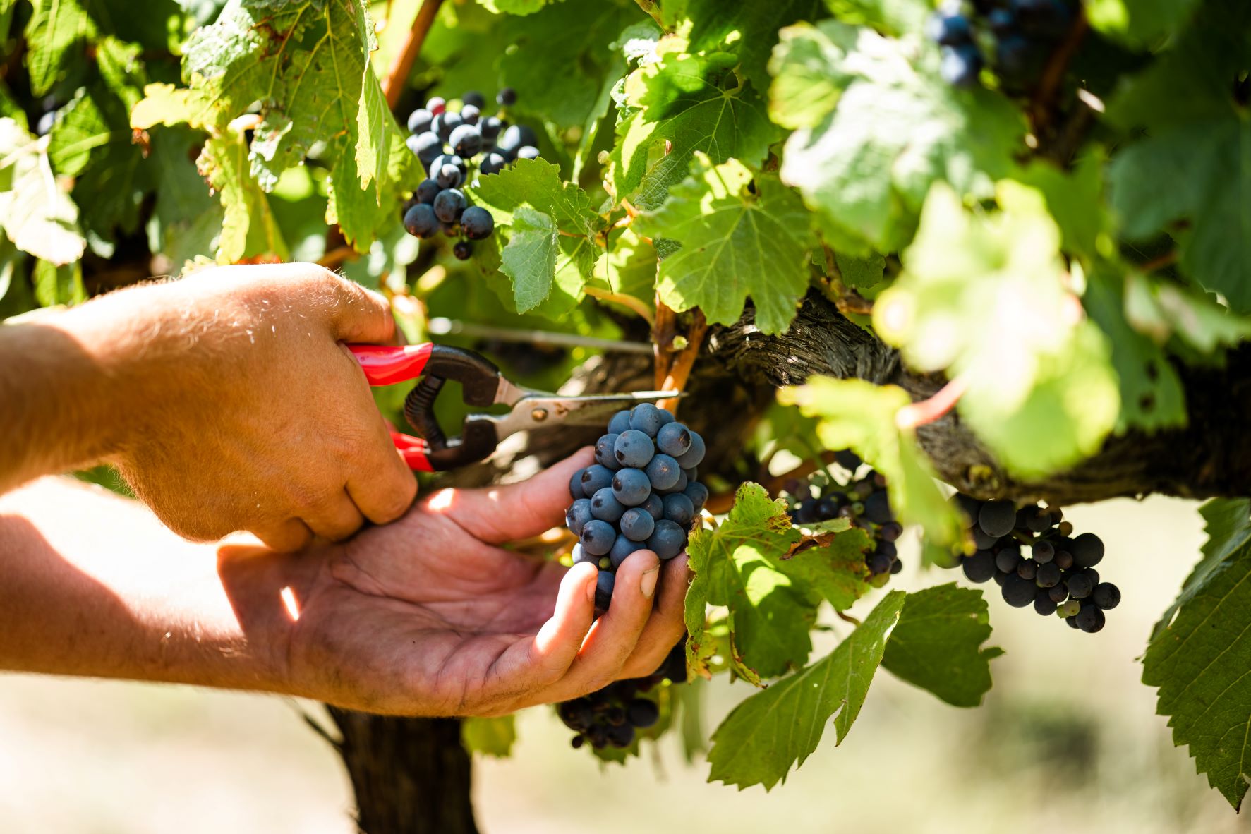 Person cutting a bunch of grapes from a vine in Victoria.