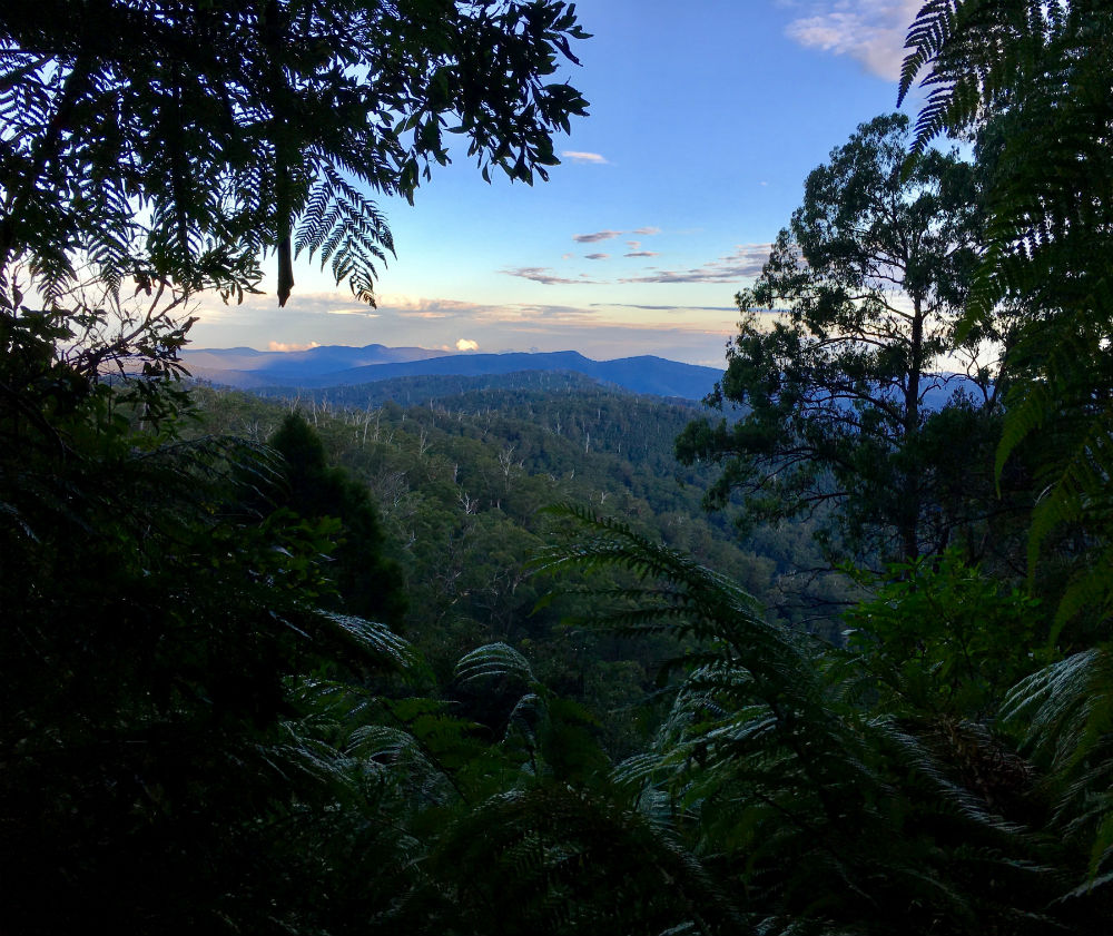 Waratah Lookout - a view over a forested valley framed by eucalyptus trees