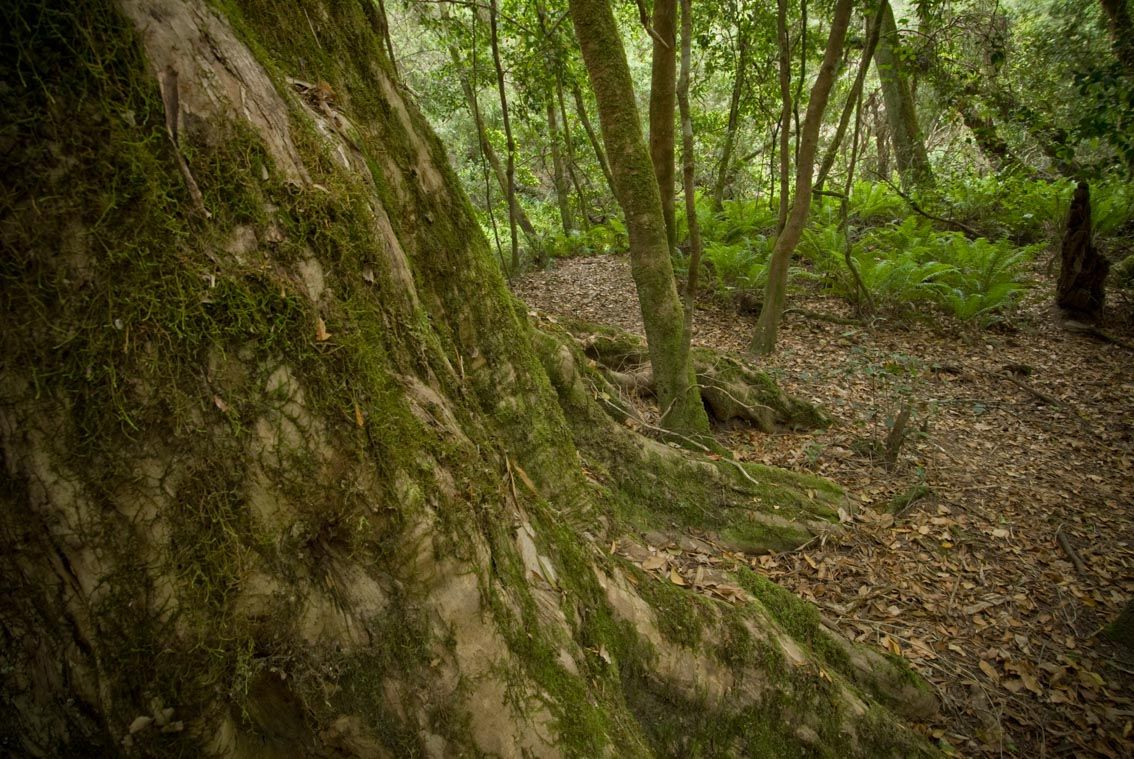 old tree in foreground