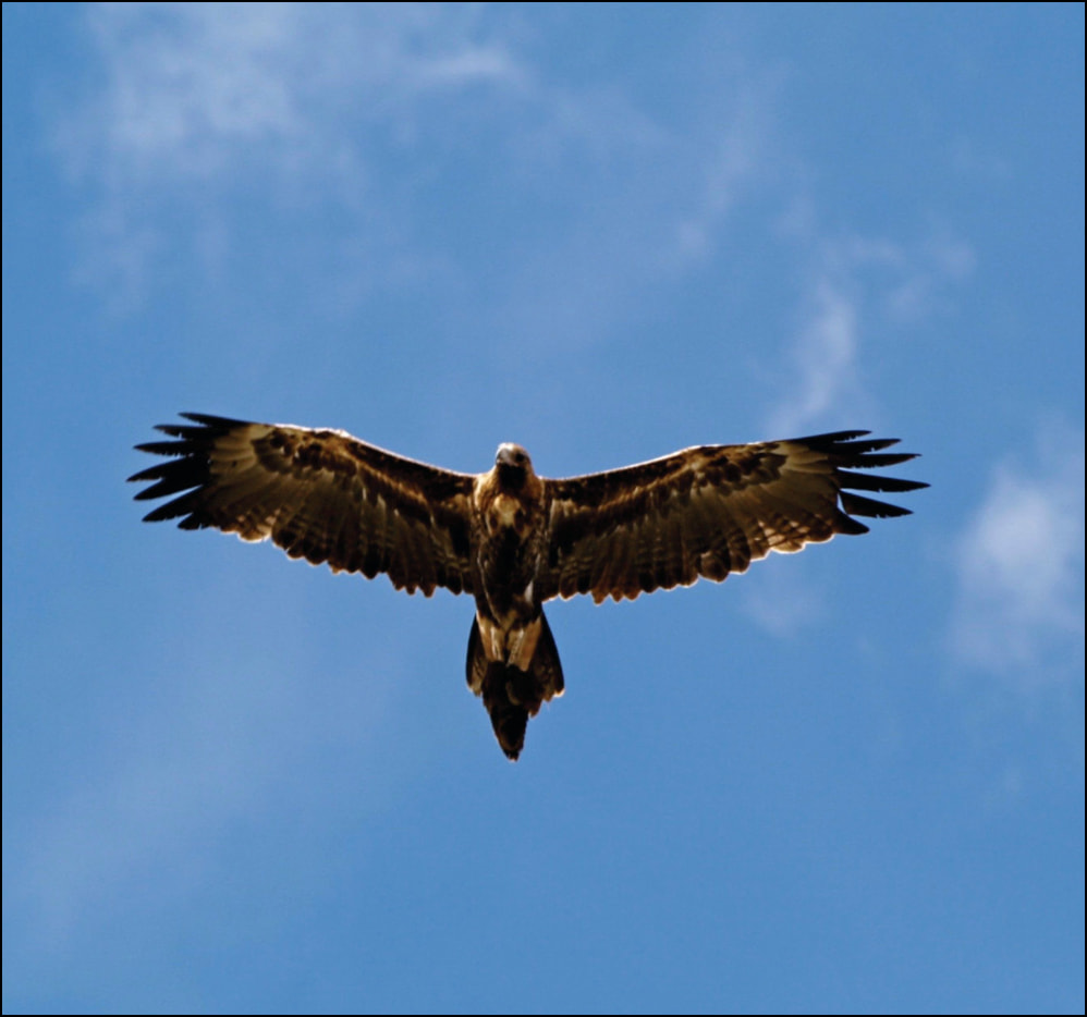 Wedge tail Eagle in flight