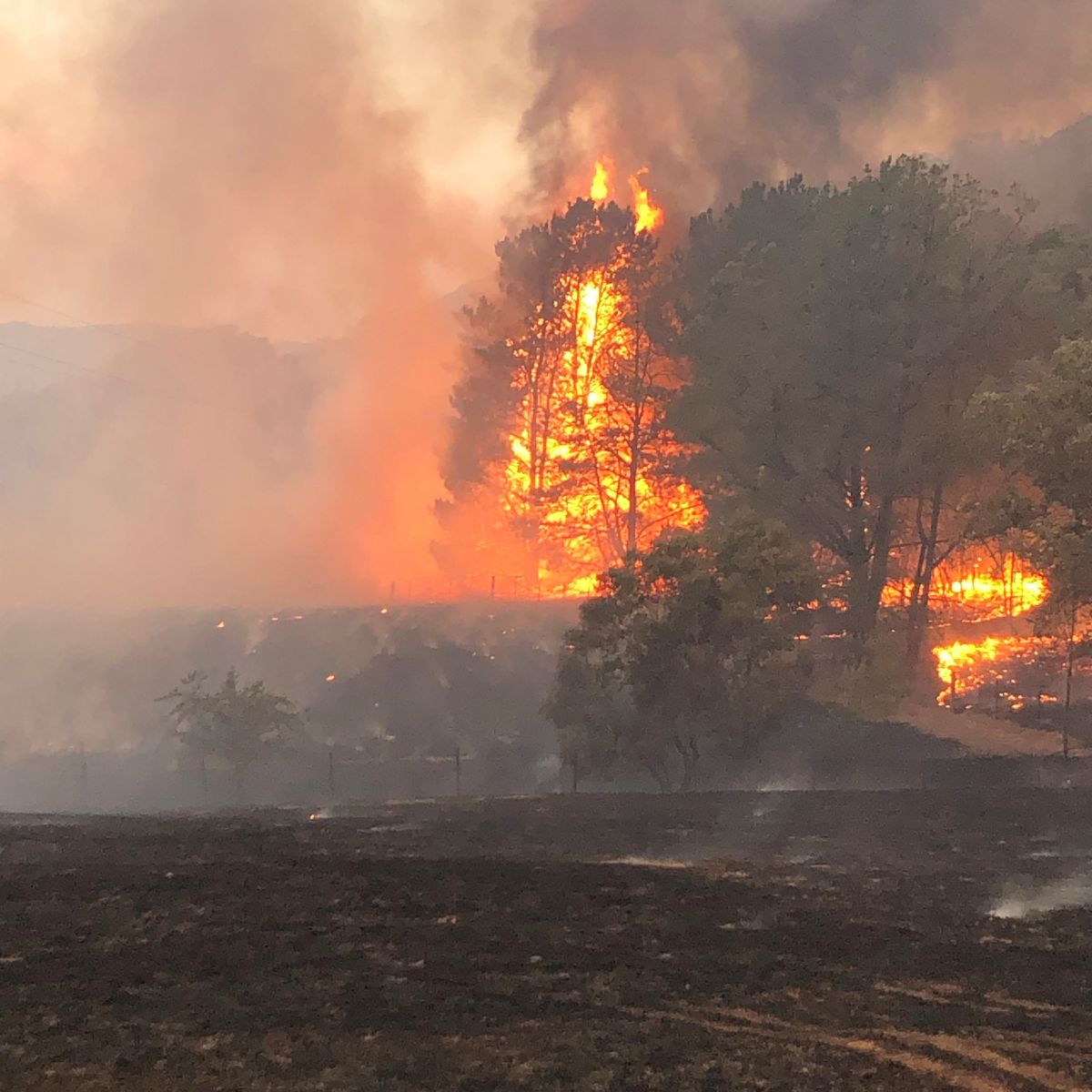 Corryong fire with trees alight and scorched earth