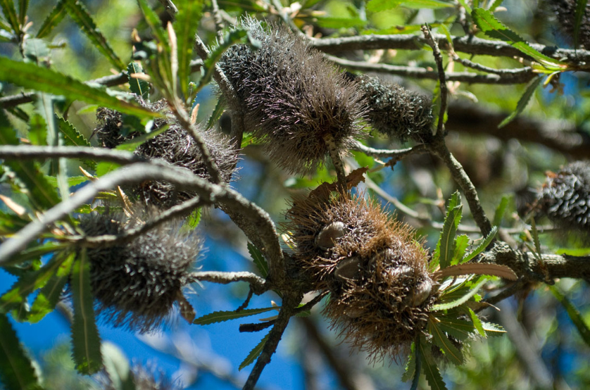 Banksia